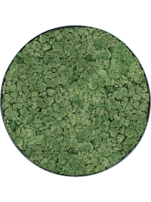 Картина из мха nova frame anthracite-concrete 100% reindeer moss (moss green)