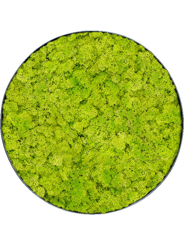 Картина из мха nova frame anthracite-concrete reindeer moss (spring green)