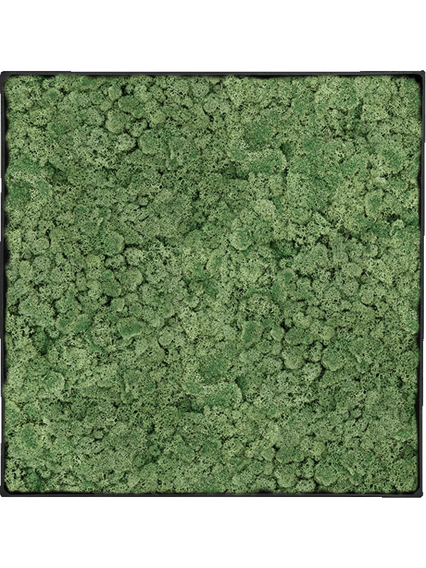 Картина из мха nova frame anthracite-concrete 100% reindeer moss (moss green)