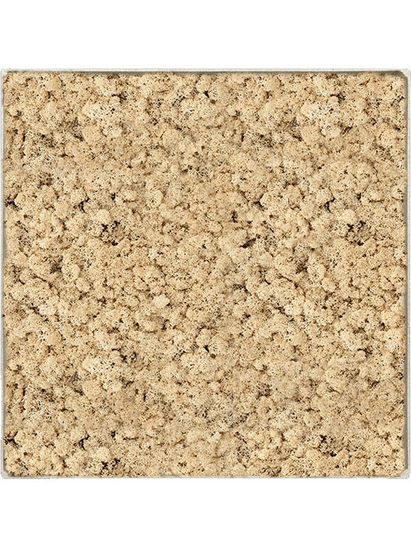 Картина из мха nova frame antique white-concrete 100% reindeer (natural)