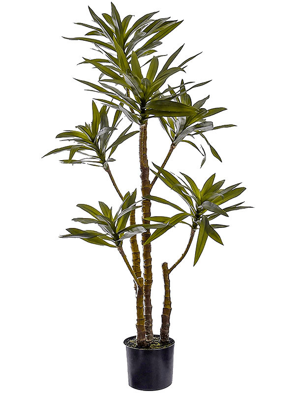 Yucca plant green