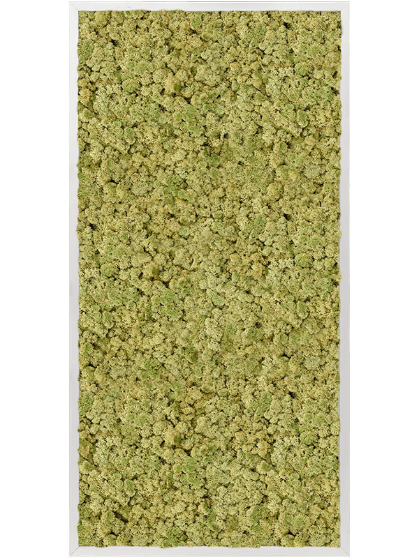 Картина из мха aluminum 100% reindeer moss (old green)