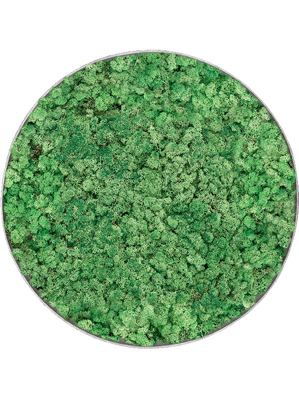 Картина из мха nova frame natural-concrete 100% reindeer (grass green)