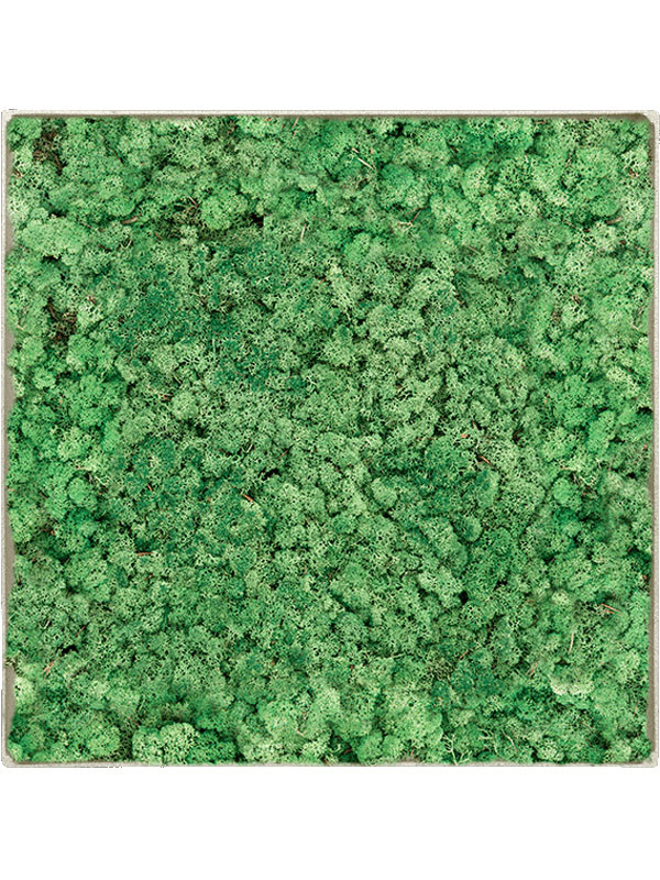 Картина из мха nova frame antique white-concrete 100% reindeer (grass green)