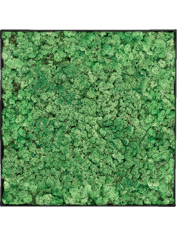 Картина из мха nova frame anthracite-concrete 100% reindeer (grass green)