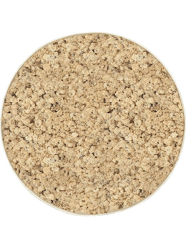 Картина из мха nova frame antique white-concrete 100% reindeer (natural)