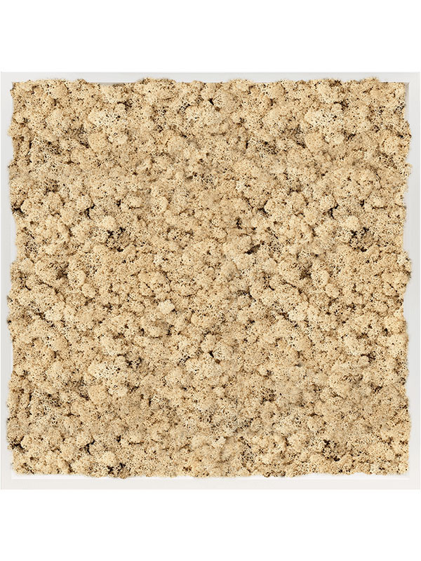 Картина из мха mdf ral 9010 satin gloss 100% reindeer moss (natural)