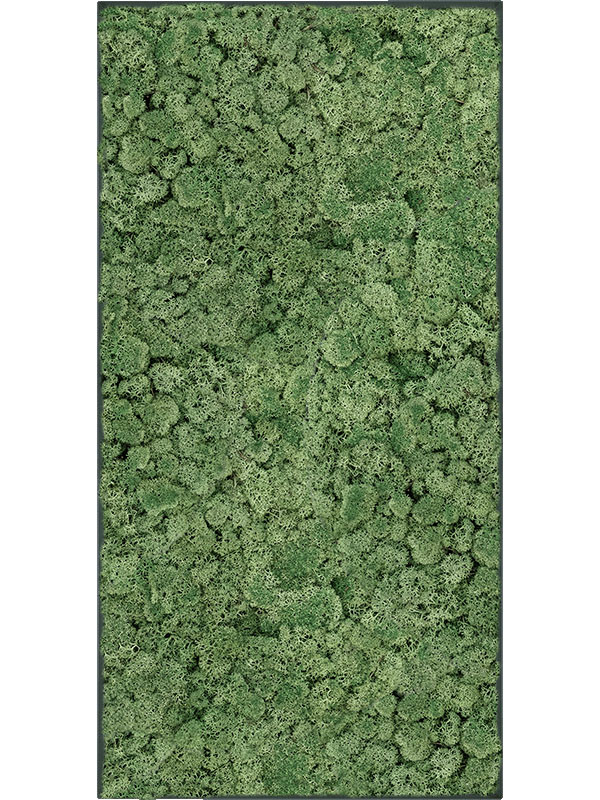 Картина из мха stiel l ral 7016 matt 100% reindeer moss (moss green)