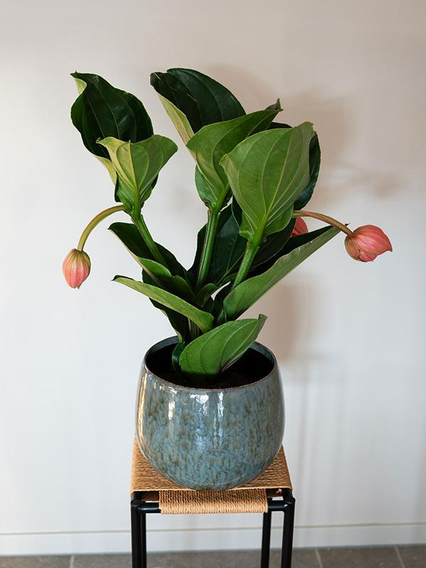 Кашпо Odile pot blue