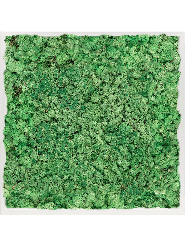 Картина из мха mdf ral 9010 satin gloss 100% reindeer moss (grass green)