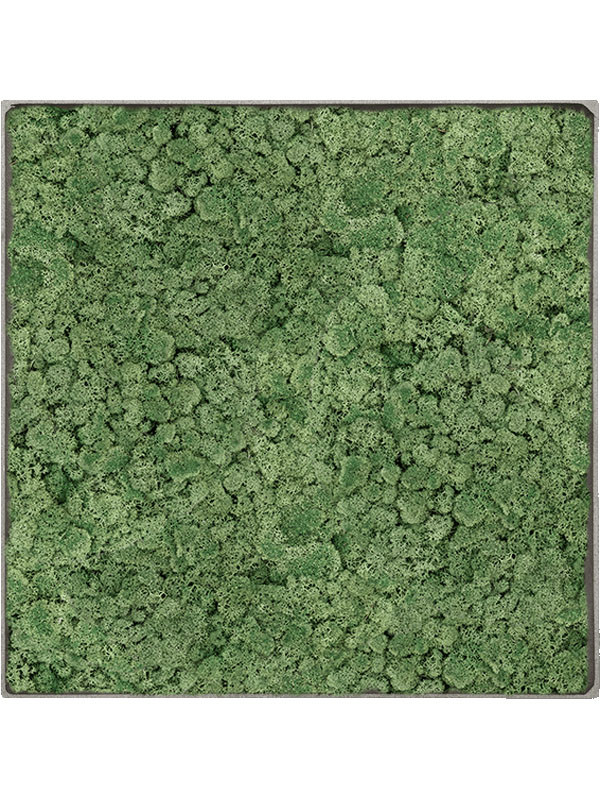 Картина из мха nova frame natural-concrete 100% reindeer moss (moss green)