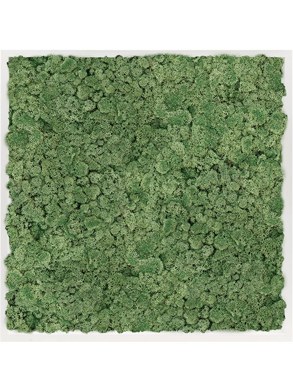 Картина из мха mdf ral 9010 satin gloss 100% reindeer moss moss green