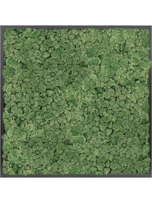 Картина из мха mdf ral 9005 satin gloss 100% reindeer moss (moss green)