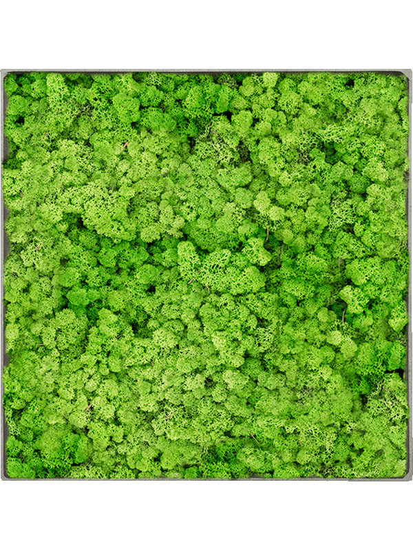 Картина из мха nova frame natural-concrete 100% reindeer (light grass green)