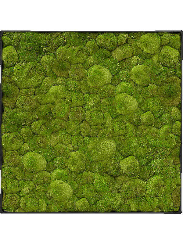 Картина из мха nova frame anthracite-concrete 100% ball moss