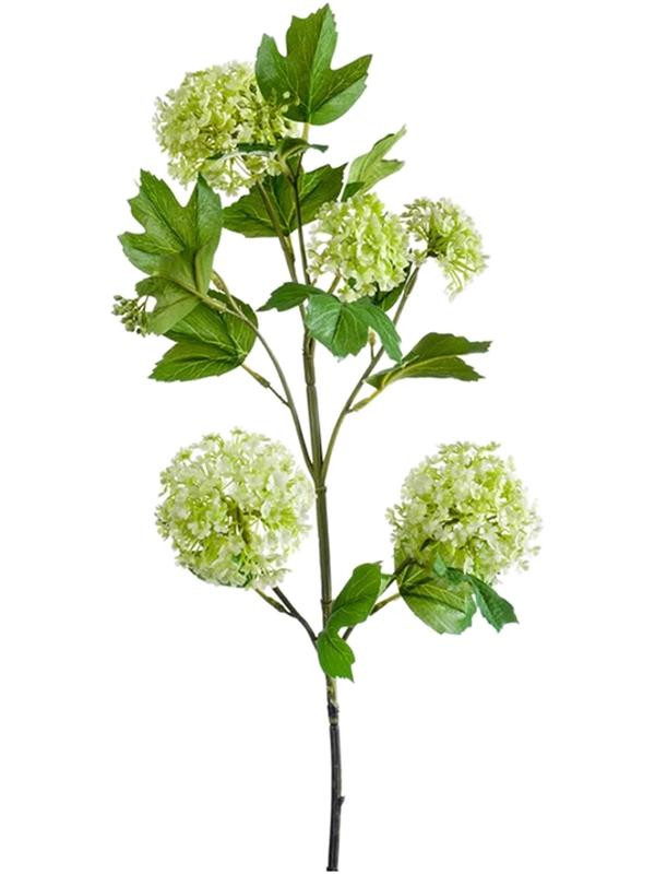 Viburnum spray light green