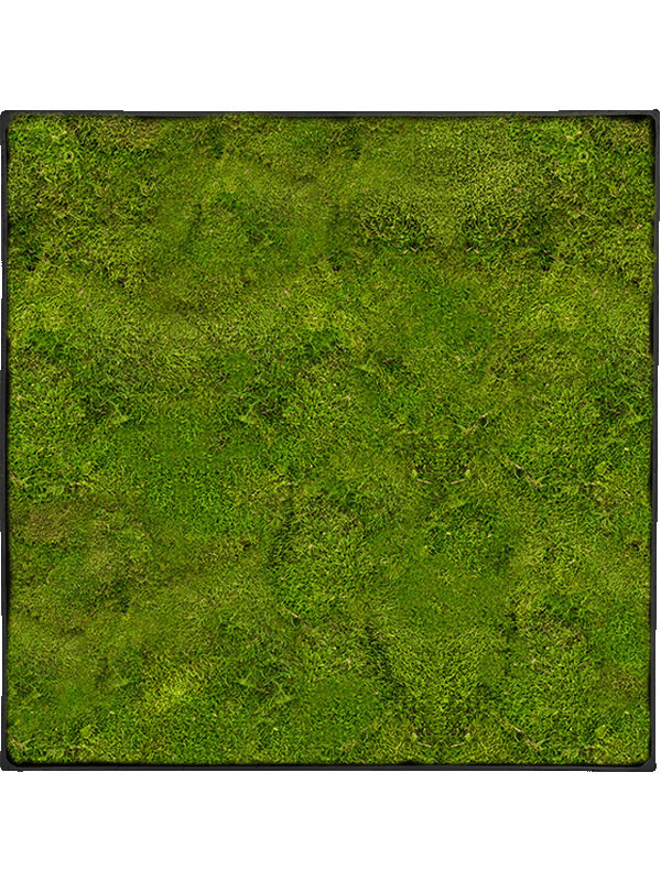 Картина из мха nova frame anthracite-concrete 100% flat moss