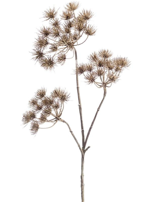 Heracleum branch light brown