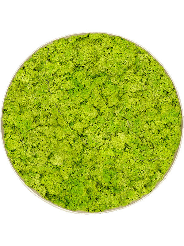 Картина из мха nova frame antique white-concrete reindeer moss (spring green)