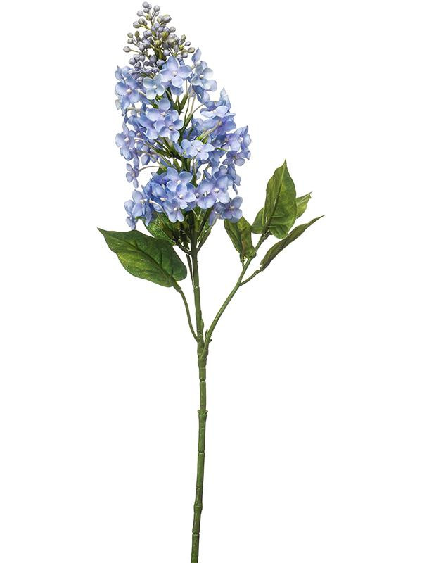 Syringa blue