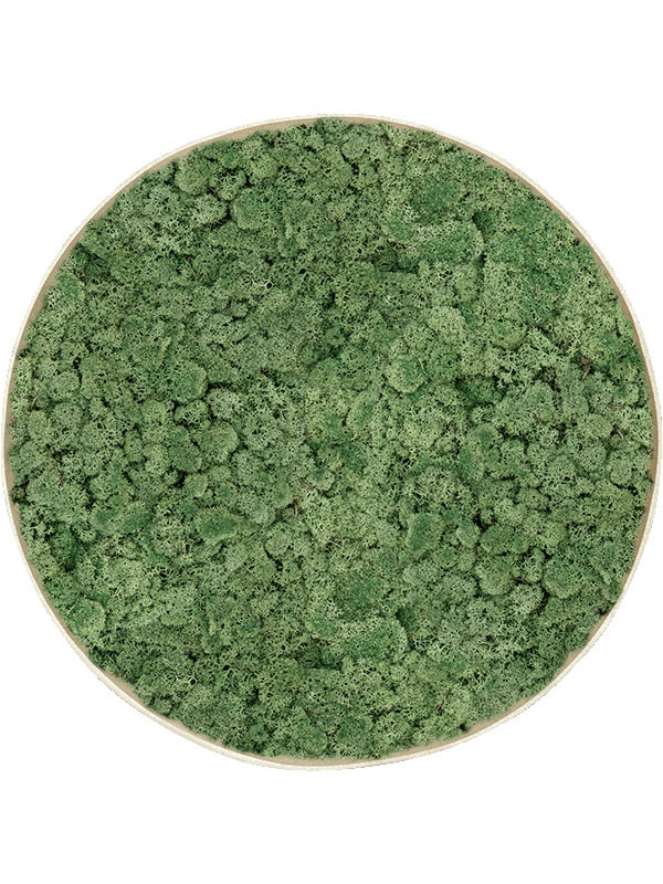 Картина из мха nova frame antique white-concrete 100% reindeer moss (moss green)