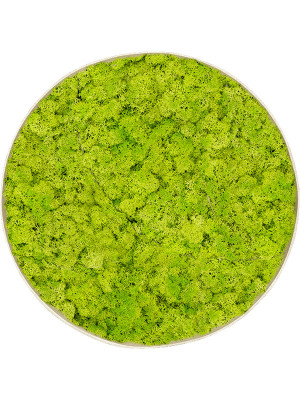 Картина из мха nova frame antique white-concrete reindeer moss (spring green)