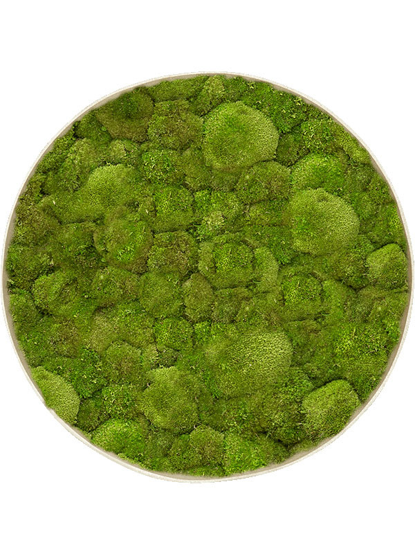 Картина из мха nova frame antique white-concrete 100% ball moss