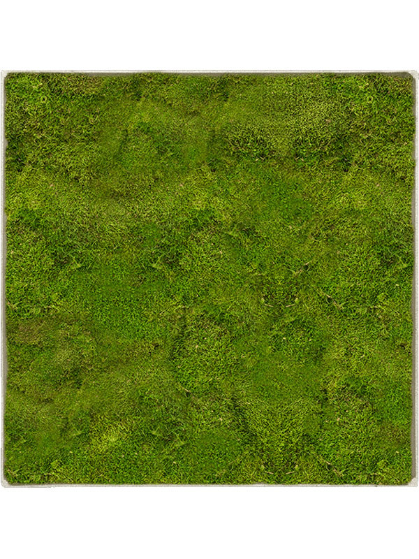 Картина из мха nova frame antique white-concrete 100% flat moss