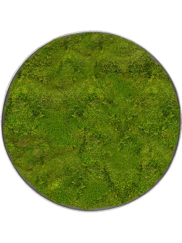 Картина из мха nova frame natural-concrete 100% flat moss