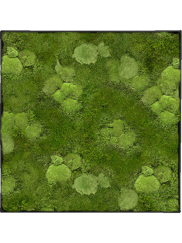 Картина из мха nova frame anthracite-concrete 30% ball- and 70% flat moss