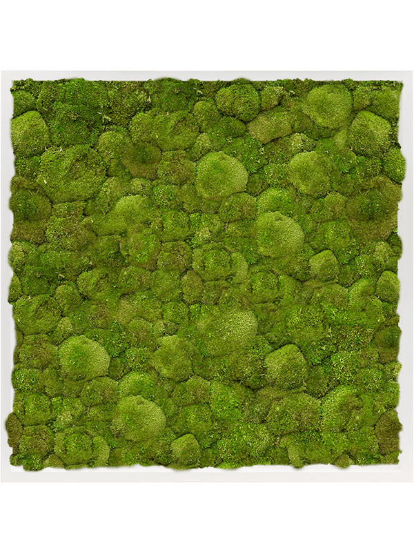 Картина из мха mdf ral 9010 satin gloss 100% ball moss