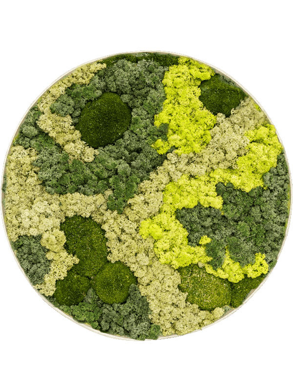 Картина из мха nova frame antique white-concrete 30% ball moss 70% reindeer moss (mix)