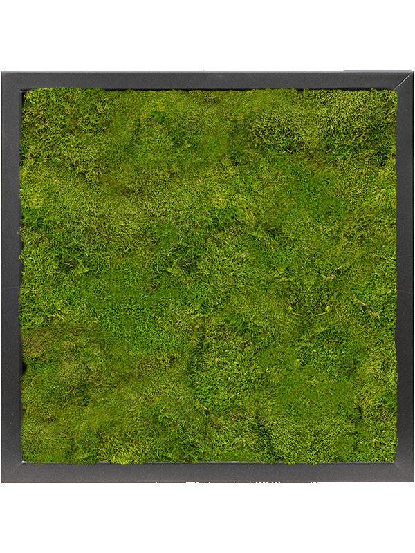 Картина из мха mdf ral 9005 satin gloss 100% flat moss