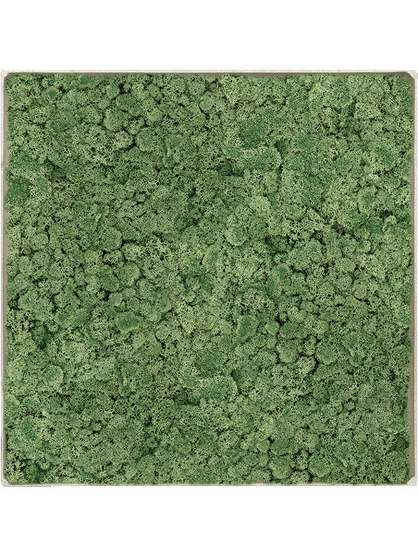 Картина из мха nova frame antique white-concrete 100% reindeer moss (moss green)