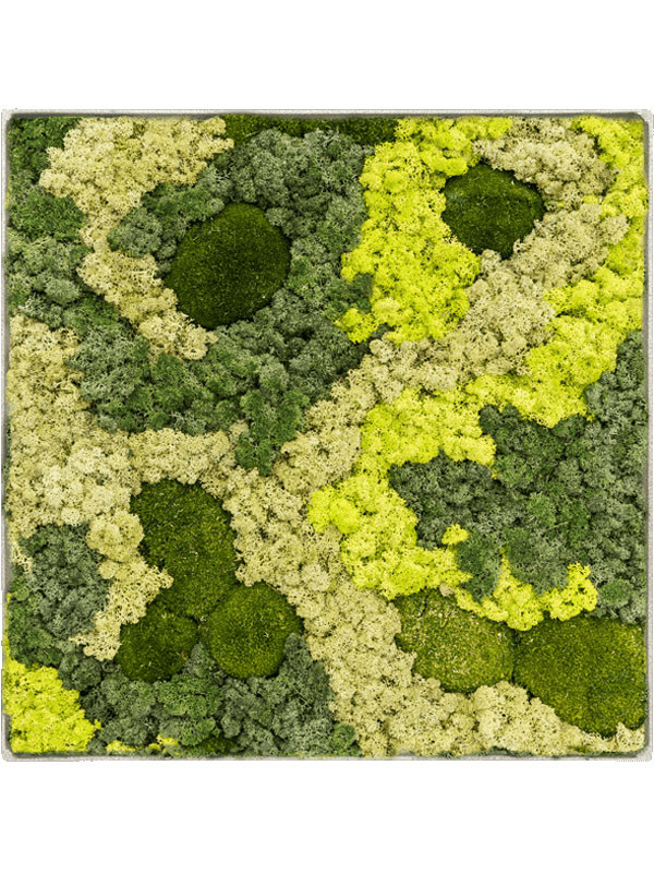Картина из мха nova frame antique white-concrete 30% ball moss 70% reindeer moss (mix)
