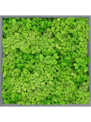 Картина из мха mdf ral 7016 satin gloss 100% reindeer (light grass green)
