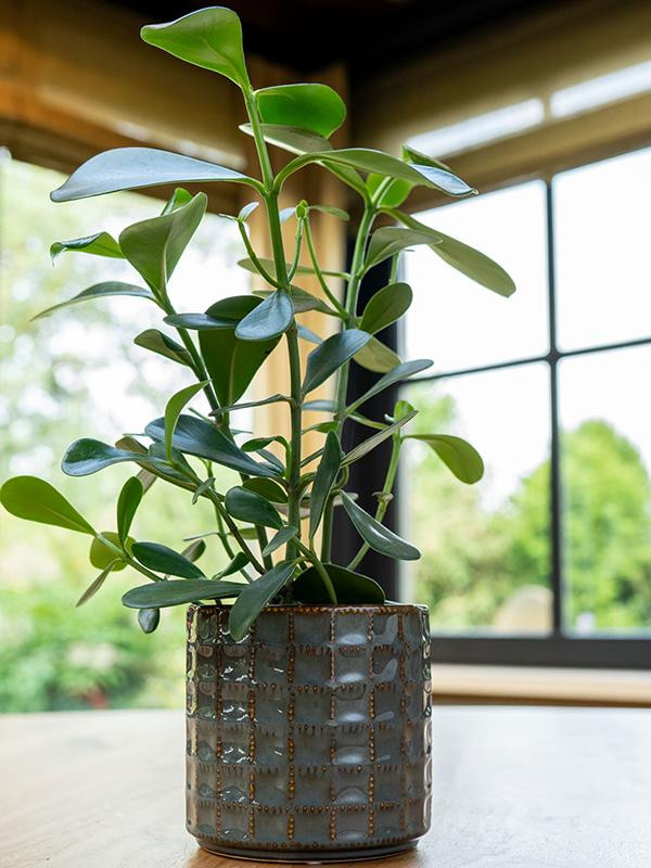 Кашпо Zahra pot sea green