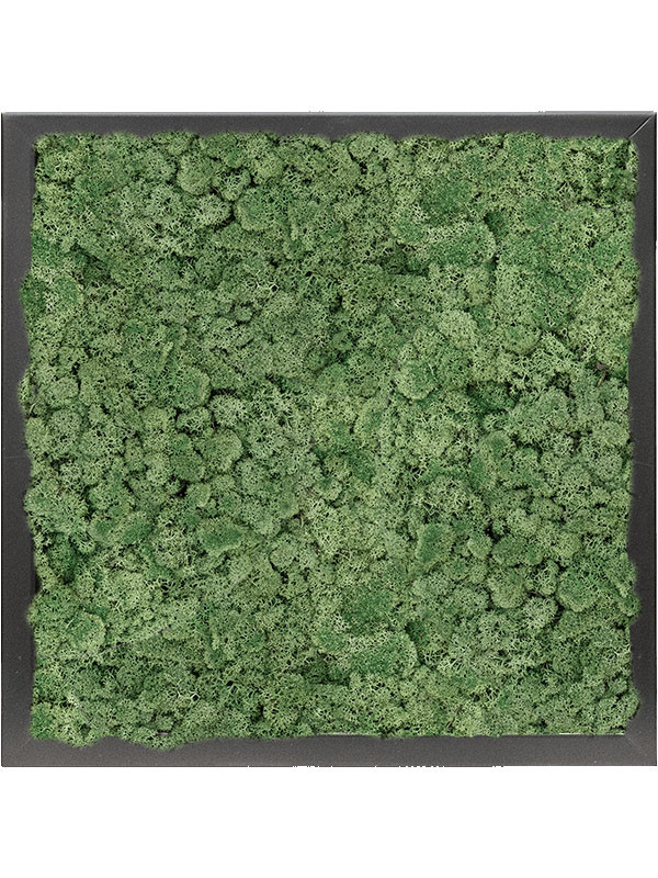 Картина из мха mdf ral 9005 satin gloss 100% reindeer moss (moss green)