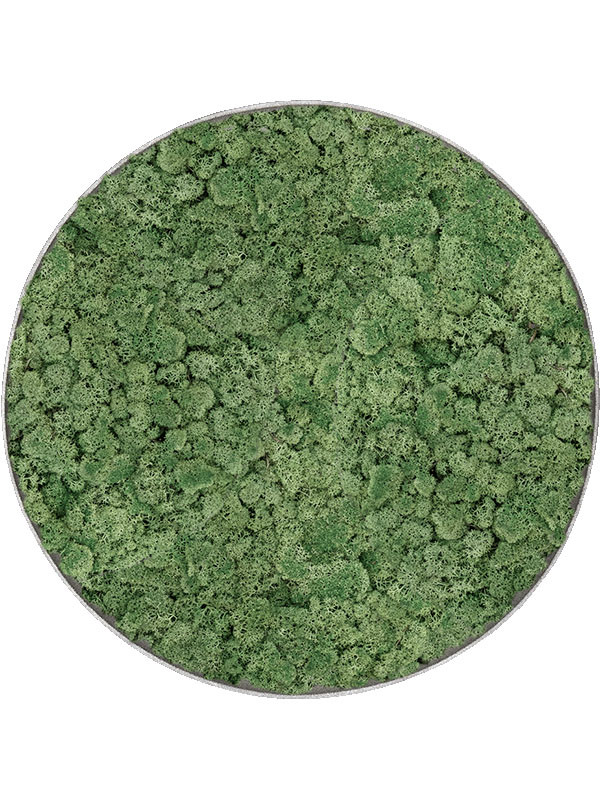 Картина из мха nova frame natural-concrete 100% reindeer moss (moss green)