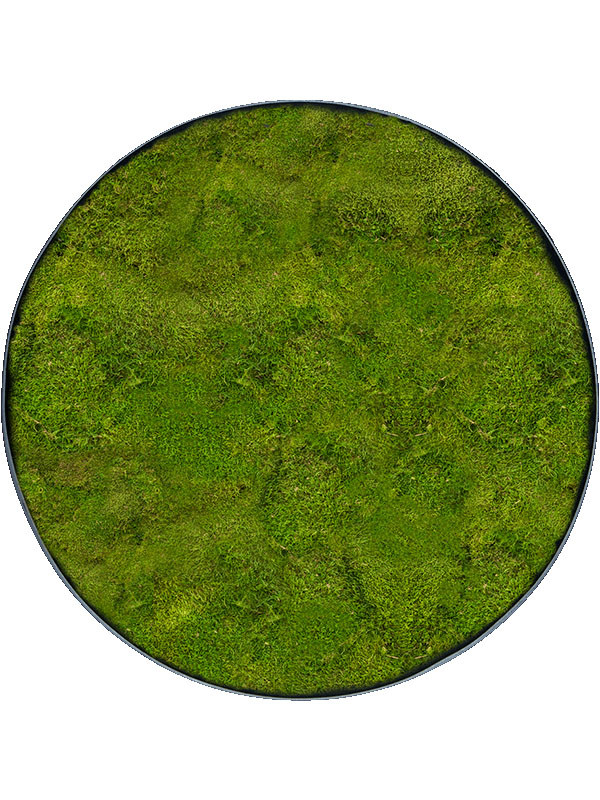 Картина из мха nova frame anthracite-concrete 100% flat moss