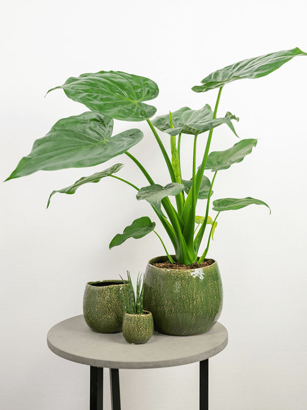 Кашпо Mischa pot forest