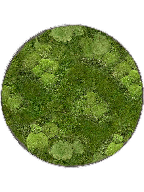 Картина из мха nova frame natural-concrete 30% ball- and 70% flat moss
