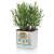 Кашпо Lechuza Green Wall Home Kit Color (белый) с автополивом