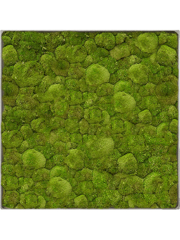 Картина из мха nova frame natural-concrete 100% ball moss