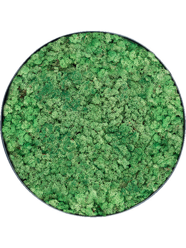 Картина из мха nova frame anthracite-concrete 100% reindeer (grass green)
