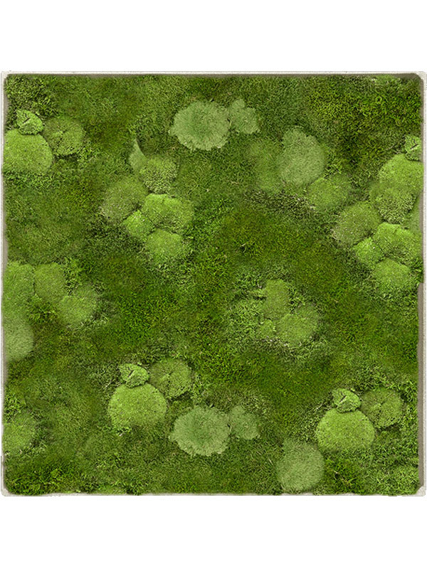 Картина из мха nova frame antique white-concrete 30% ball- and 70% flat moss
