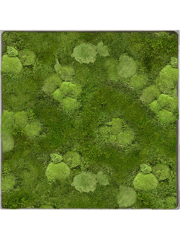 Картина из мха nova frame natural-concrete 30% ball- and 70% flat moss