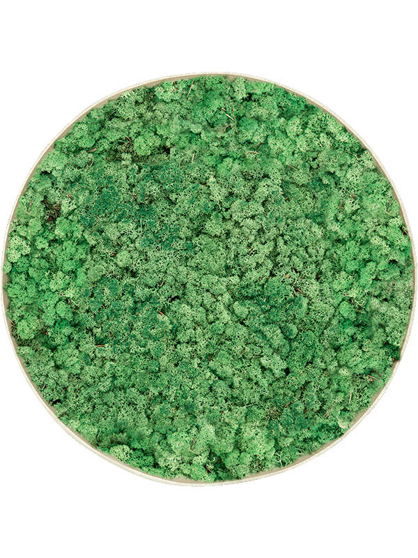 Картина из мха nova frame antique white-concrete 100% reindeer (grass green)