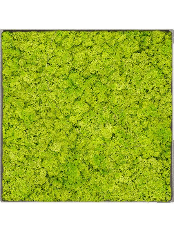 Картина из мха nova frame natural-concrete reindeer moss (spring green)