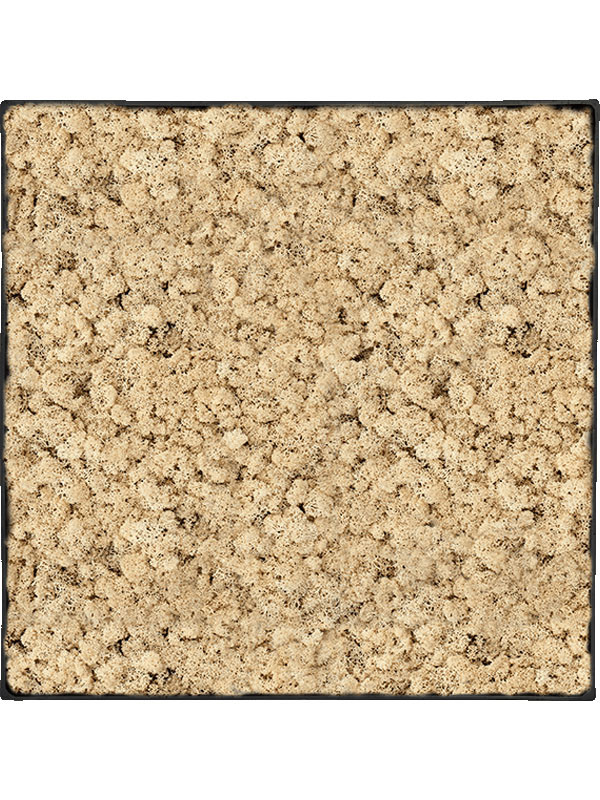 Картина из мха nova frame anthracite-concrete 100% reindeer (natural)